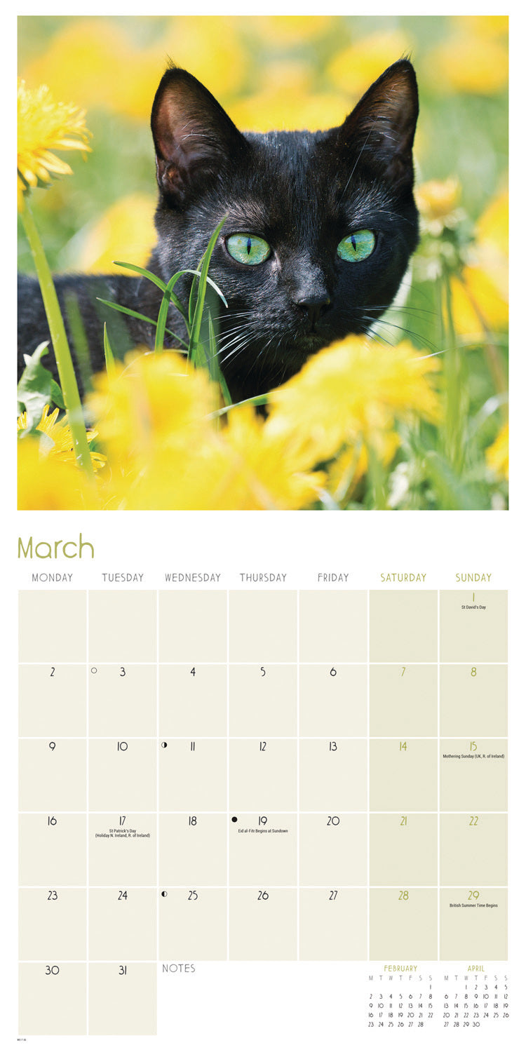 Black cats wall calendar 2026