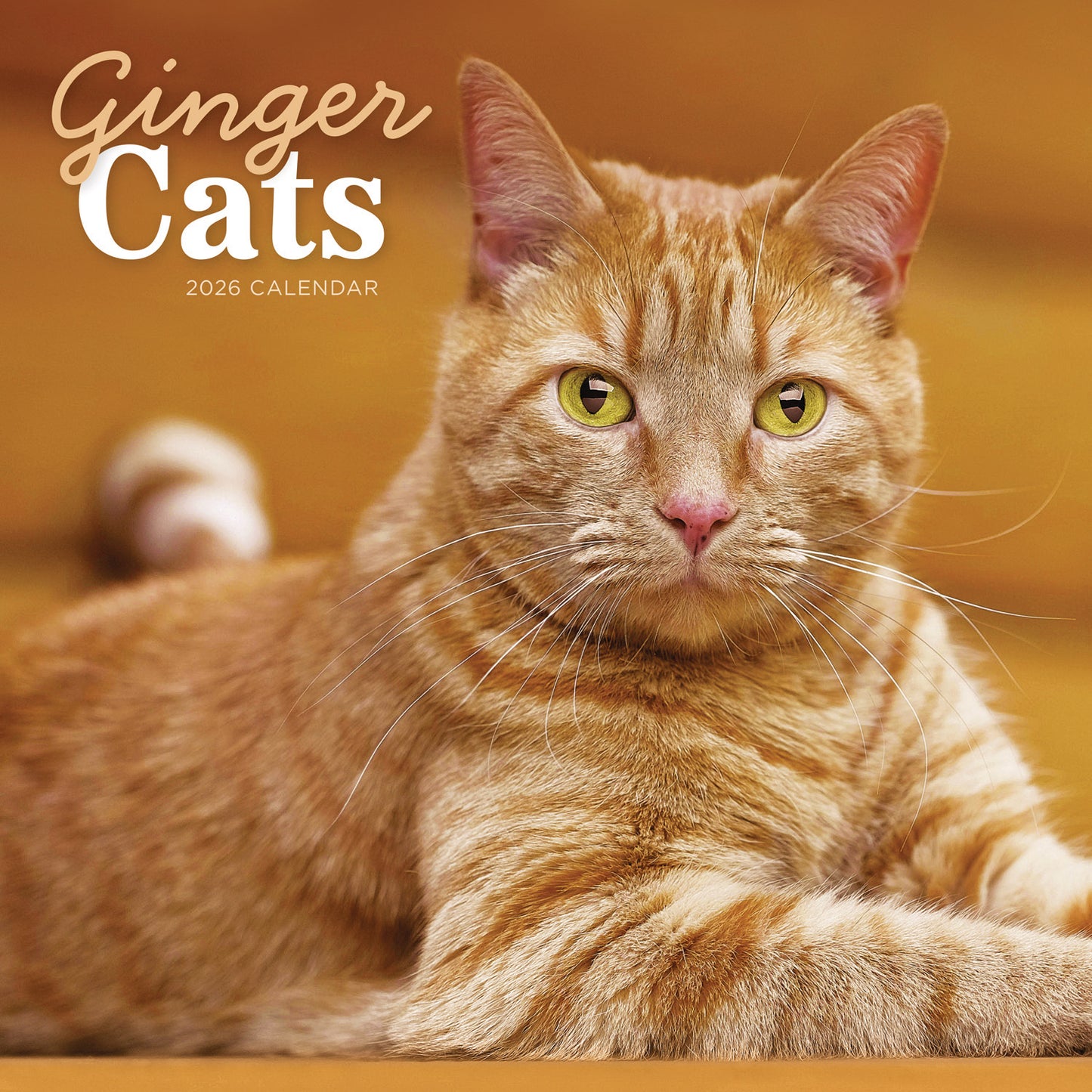 Ginger cats wall calendar 2026