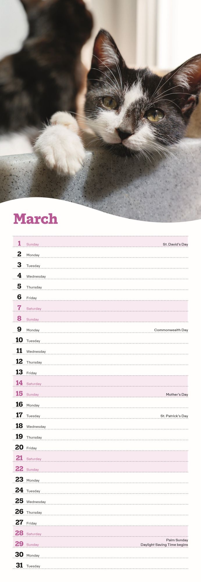 Cats Protection kittens slim calendar 2026