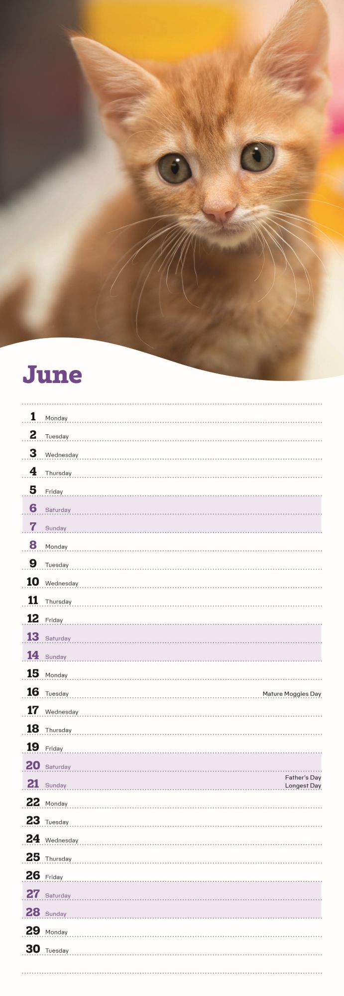 Cats Protection kittens slim calendar 2026