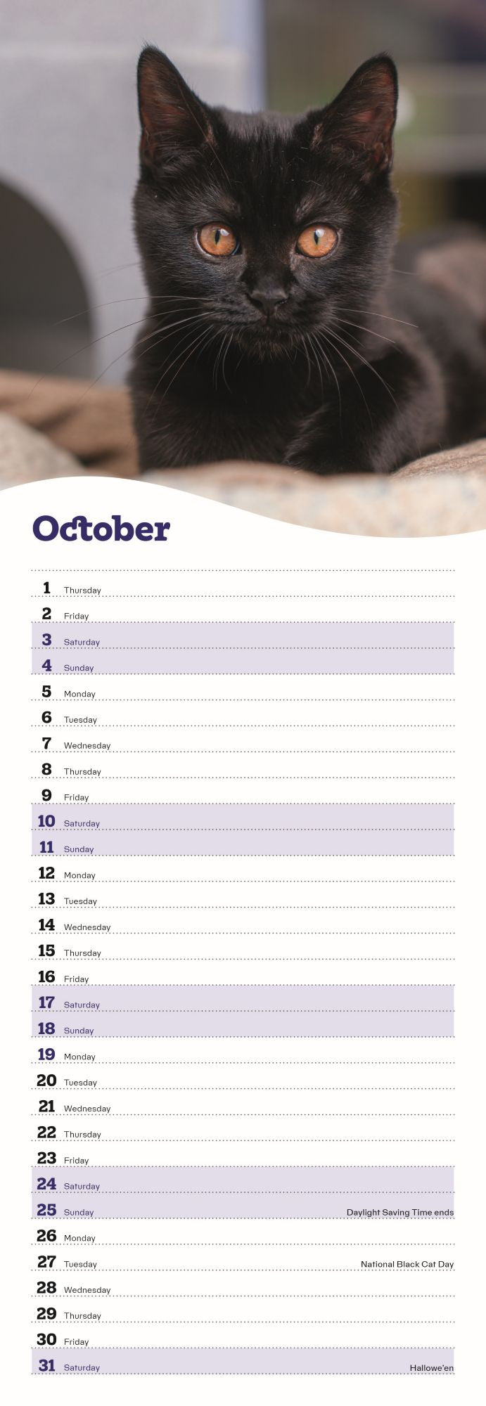 Cats Protection kittens slim calendar 2026