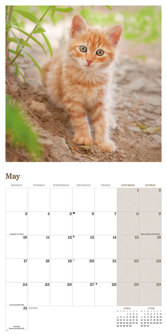 Ginger cats wall calendar 2027