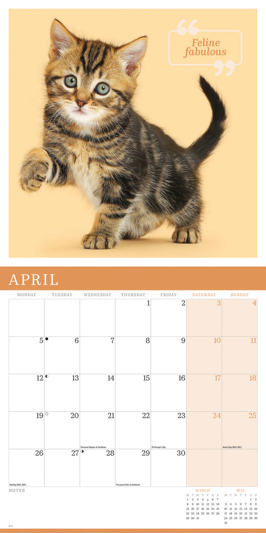 Cute cats wall calendar 2027