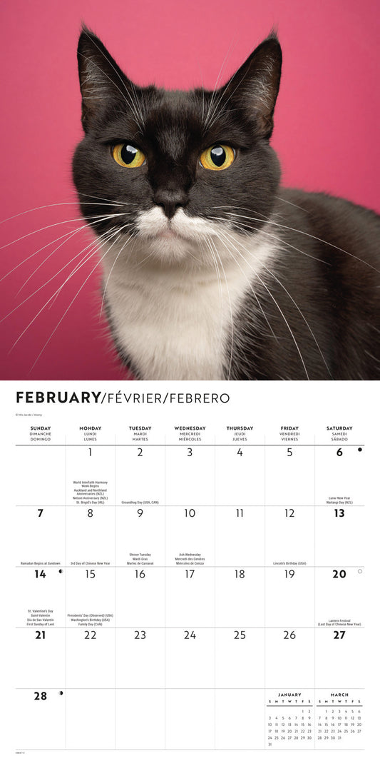 Tuxedo cats wall calendar 2027