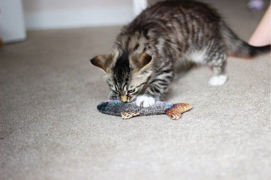 Catnip trout