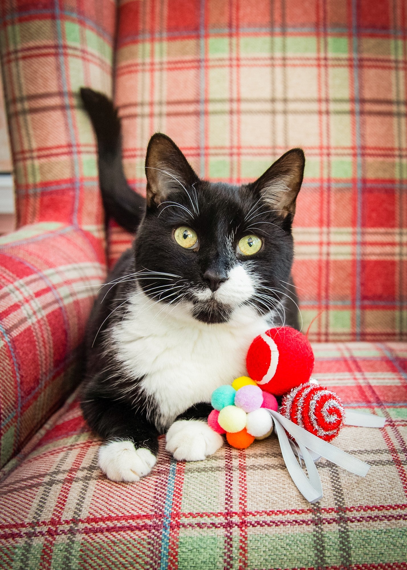 Festive ball cat gift box