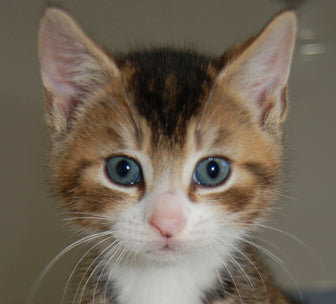 Donate to Cats Protection