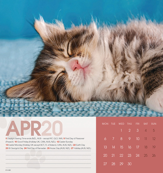Cat Naps Desk Easel Calendar Buy from the Cats Protection Shop