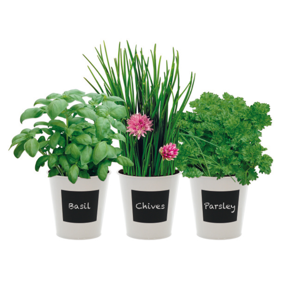 Trio herb growing set