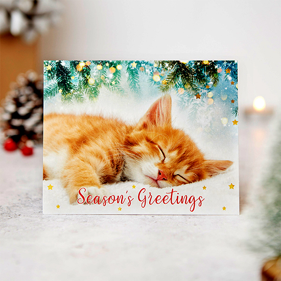 Christmas day dreamer 10 cards