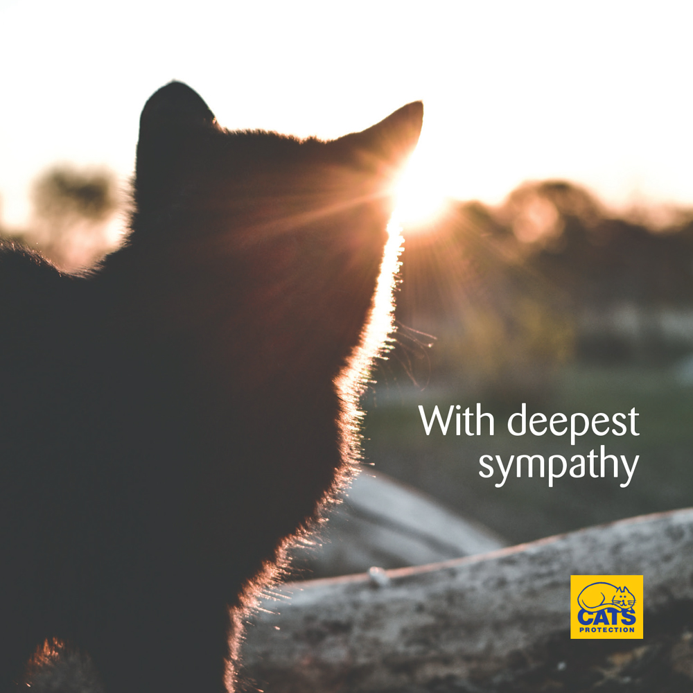 Cats Protection cat sympathy cards