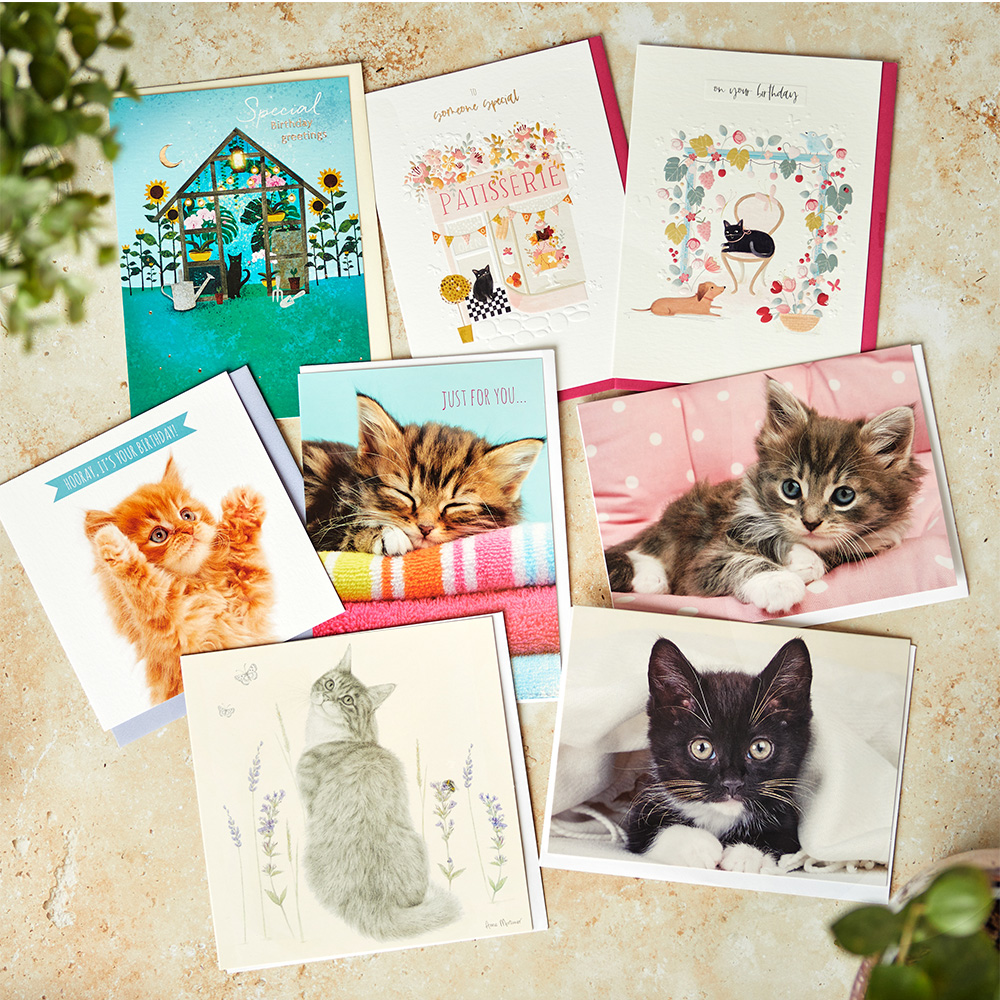 Bumper cat greetings card pack (8 cards)