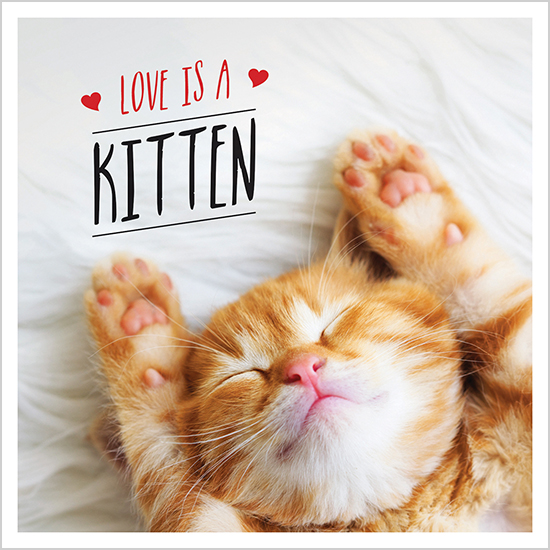 Love is a kitten book