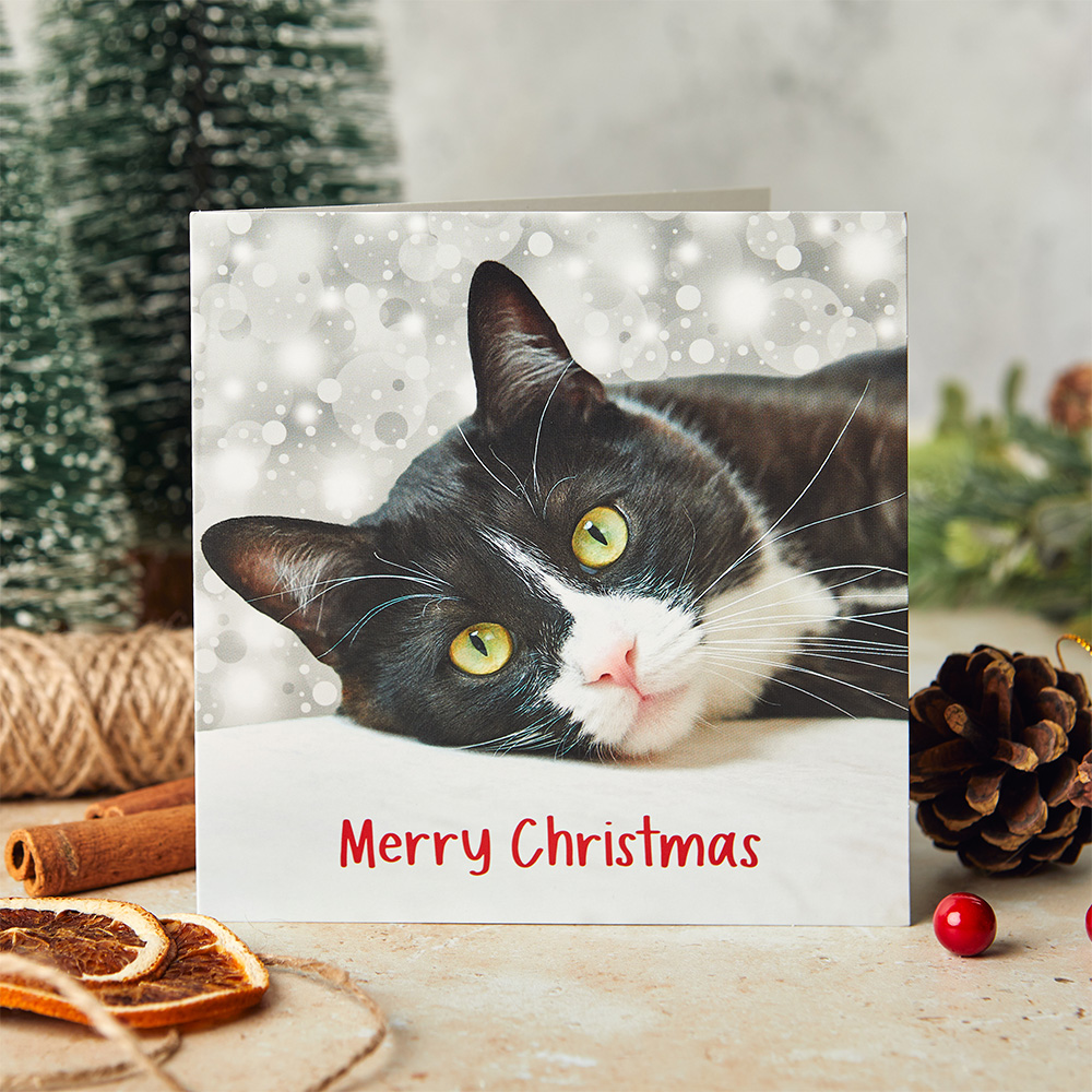Happy christmas cat hotsell