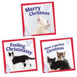 Cats Protection charity gift cards