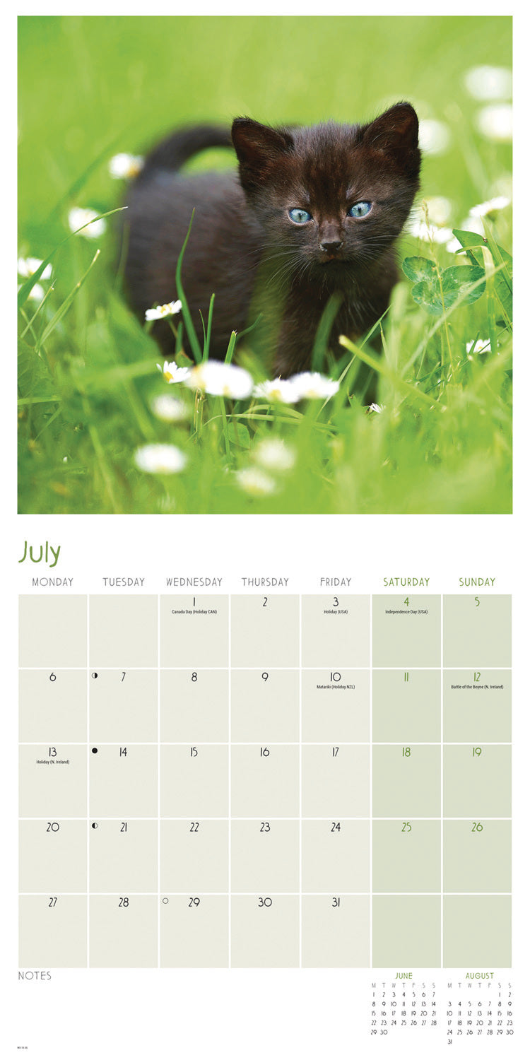 Black cats wall calendar 2026