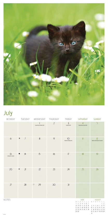 Black cats wall calendar 2026
