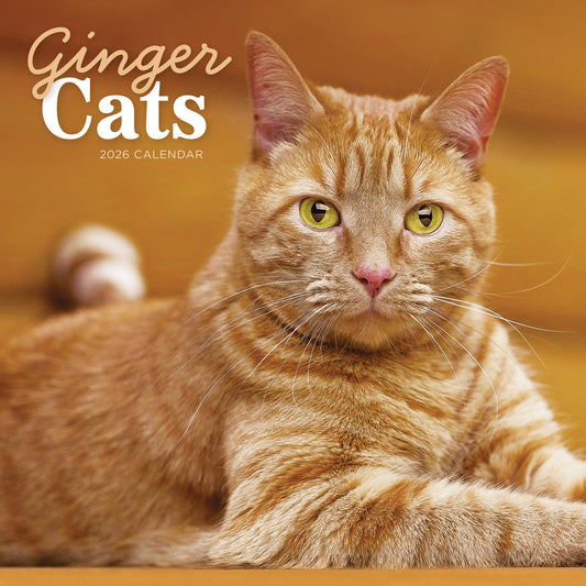 Ginger cats wall calendar 2026