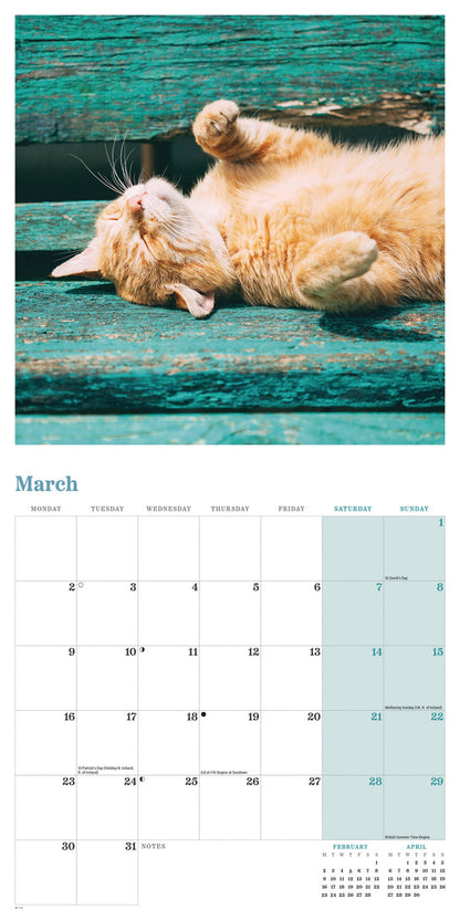 Ginger cats wall calendar 2026