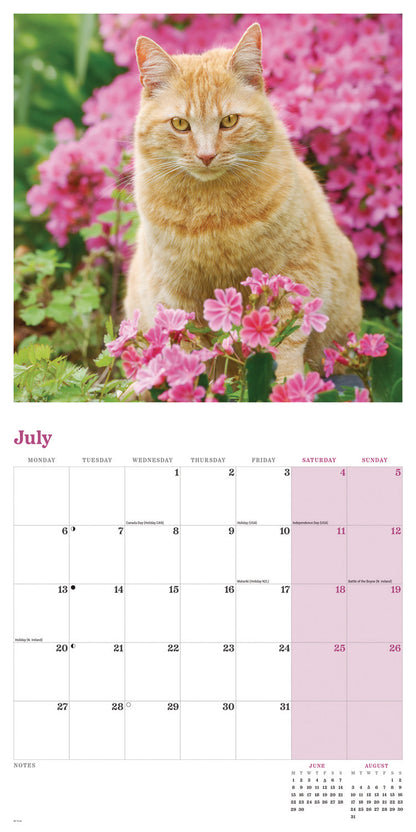 Ginger cats wall calendar 2026