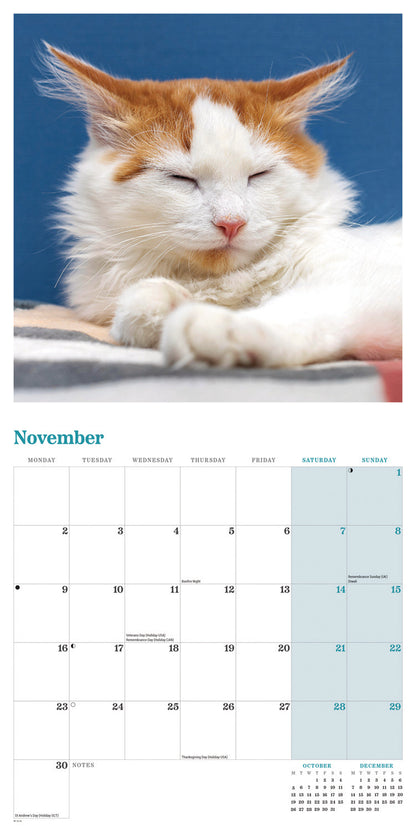 Ginger cats wall calendar 2026