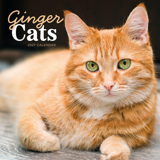 Ginger cats wall calendar 2027
