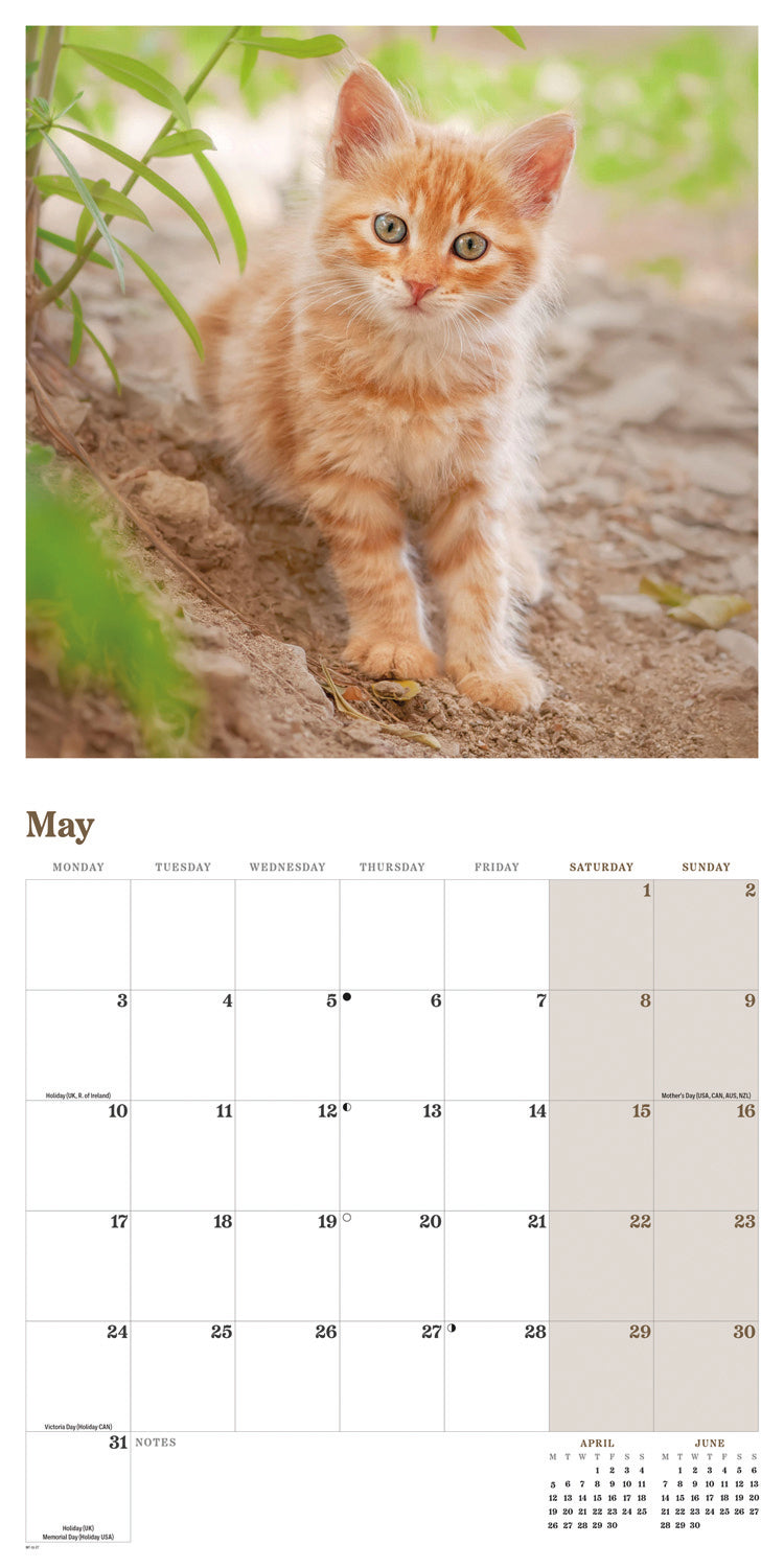 Ginger cats wall calendar 2027