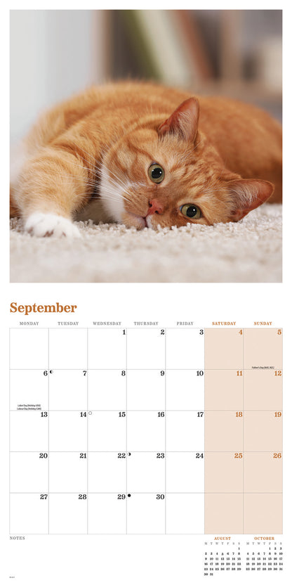 Ginger cats wall calendar 2027