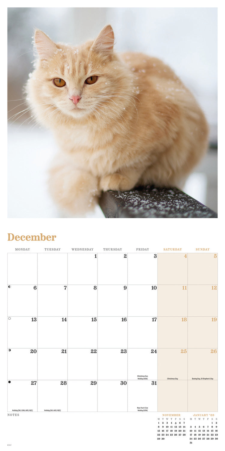 Ginger cats wall calendar 2027