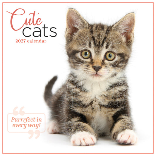 Cute cats wall calendar 2027