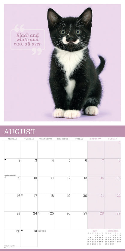 Cute cats wall calendar 2027