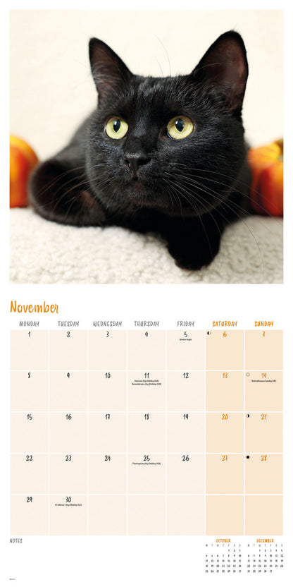 Black cats wall calendar 2027