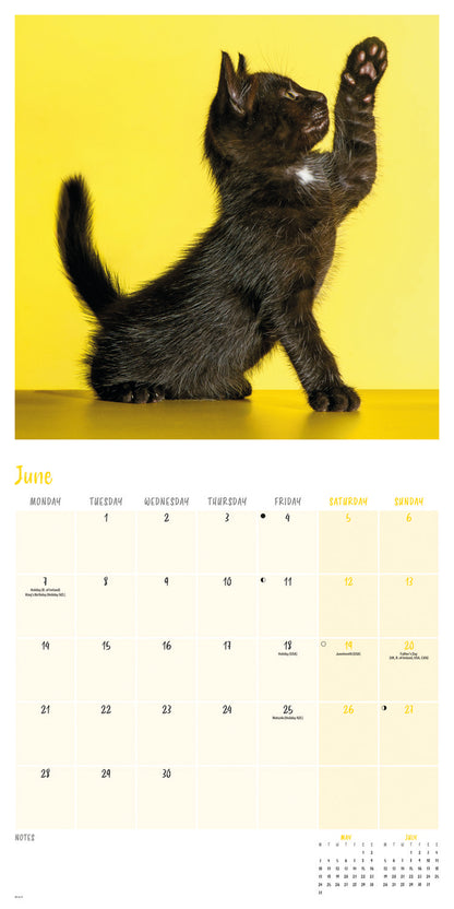 Black cats wall calendar 2027