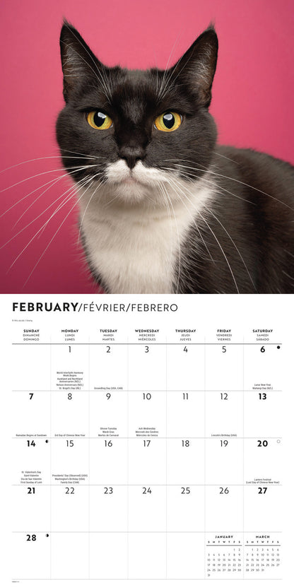 Tuxedo cats wall calendar 2027