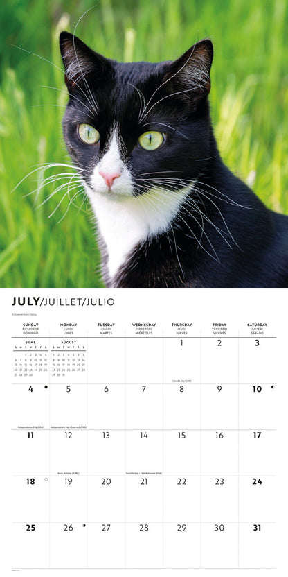 Tuxedo cats wall calendar 2027