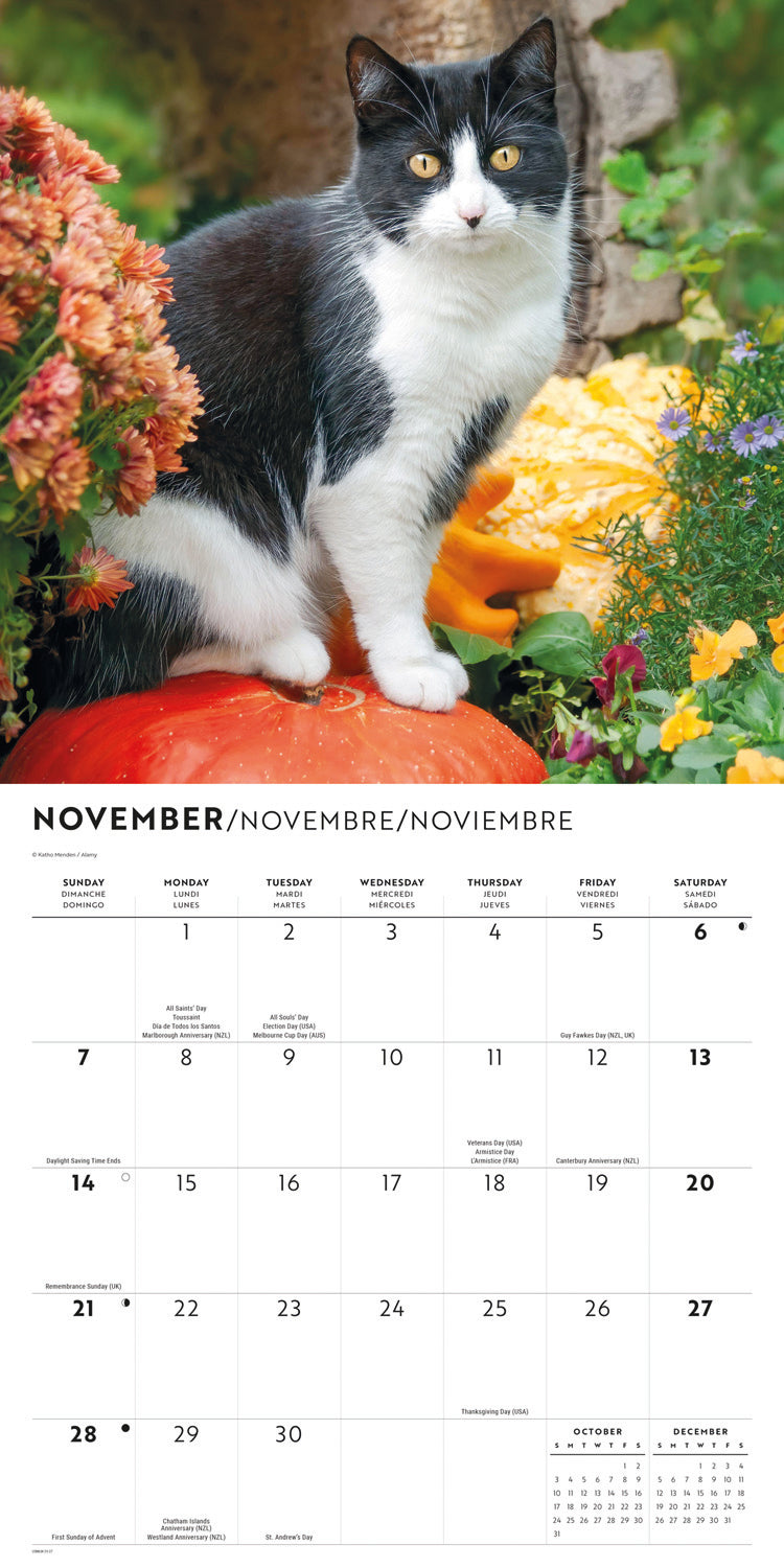 Tuxedo cats wall calendar 2027