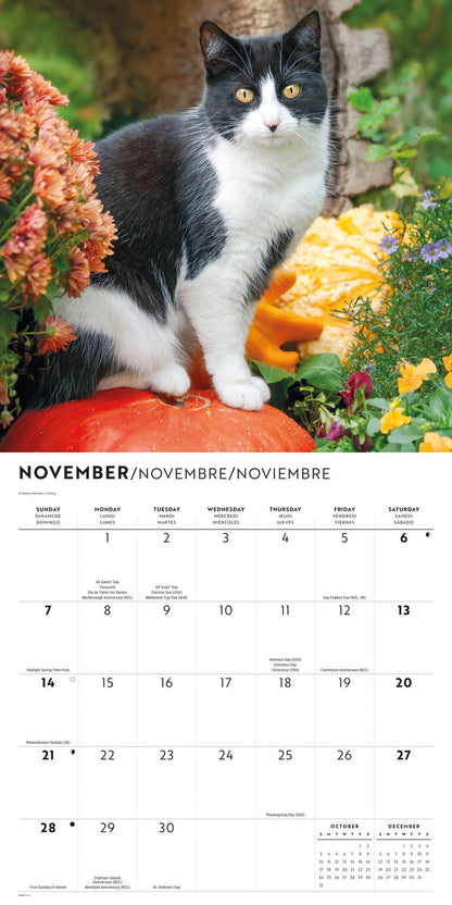 Tuxedo cats wall calendar 2027