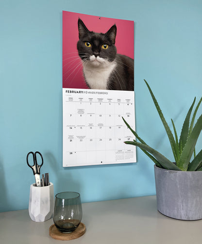 Tuxedo cats wall calendar 2027