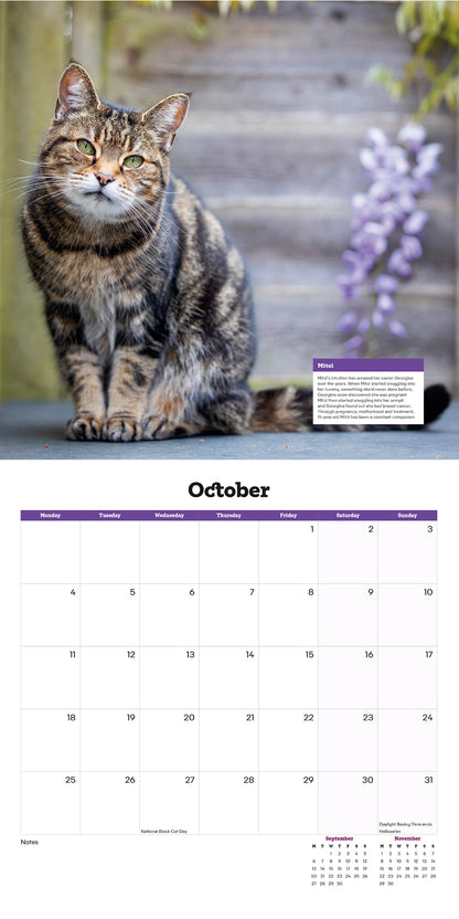 Cats Protection cats calendar 2027
