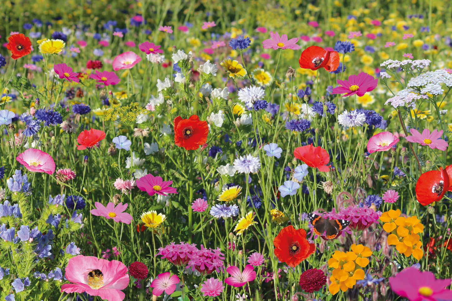 Bees seed shaker wildflowers