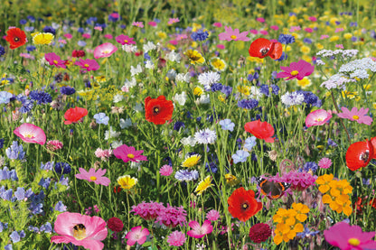 Bees seed shaker wildflowers