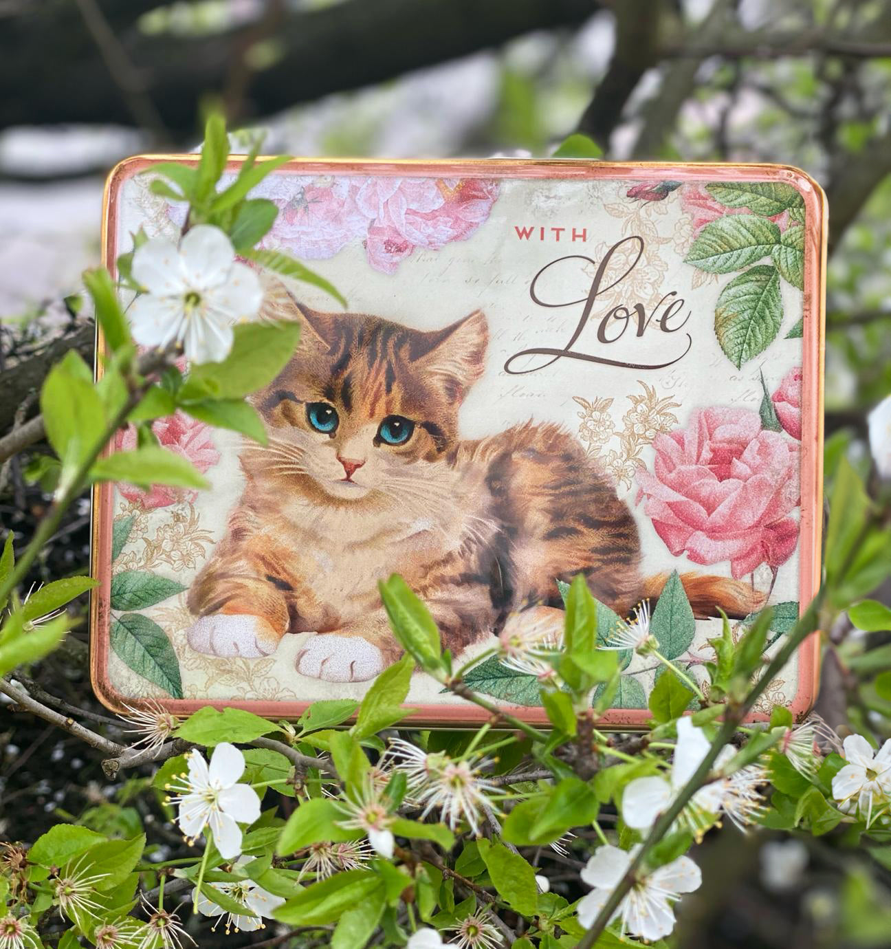 With love kitten biscuit tin
