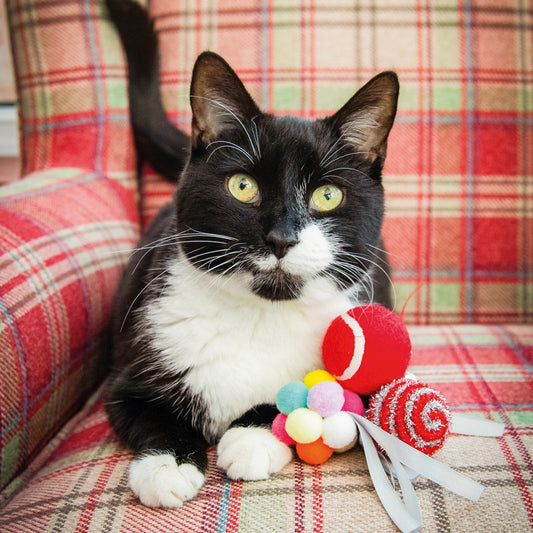 Festive ball cat gift box