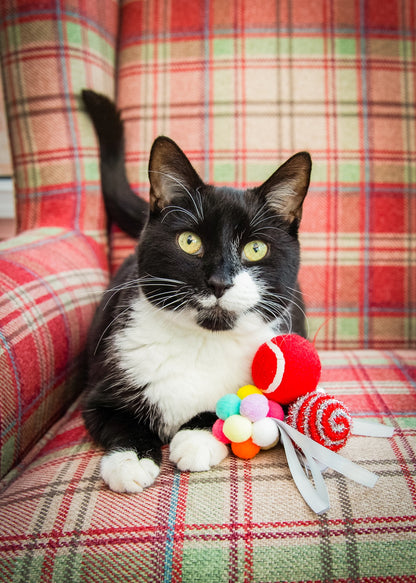 Festive ball cat gift box