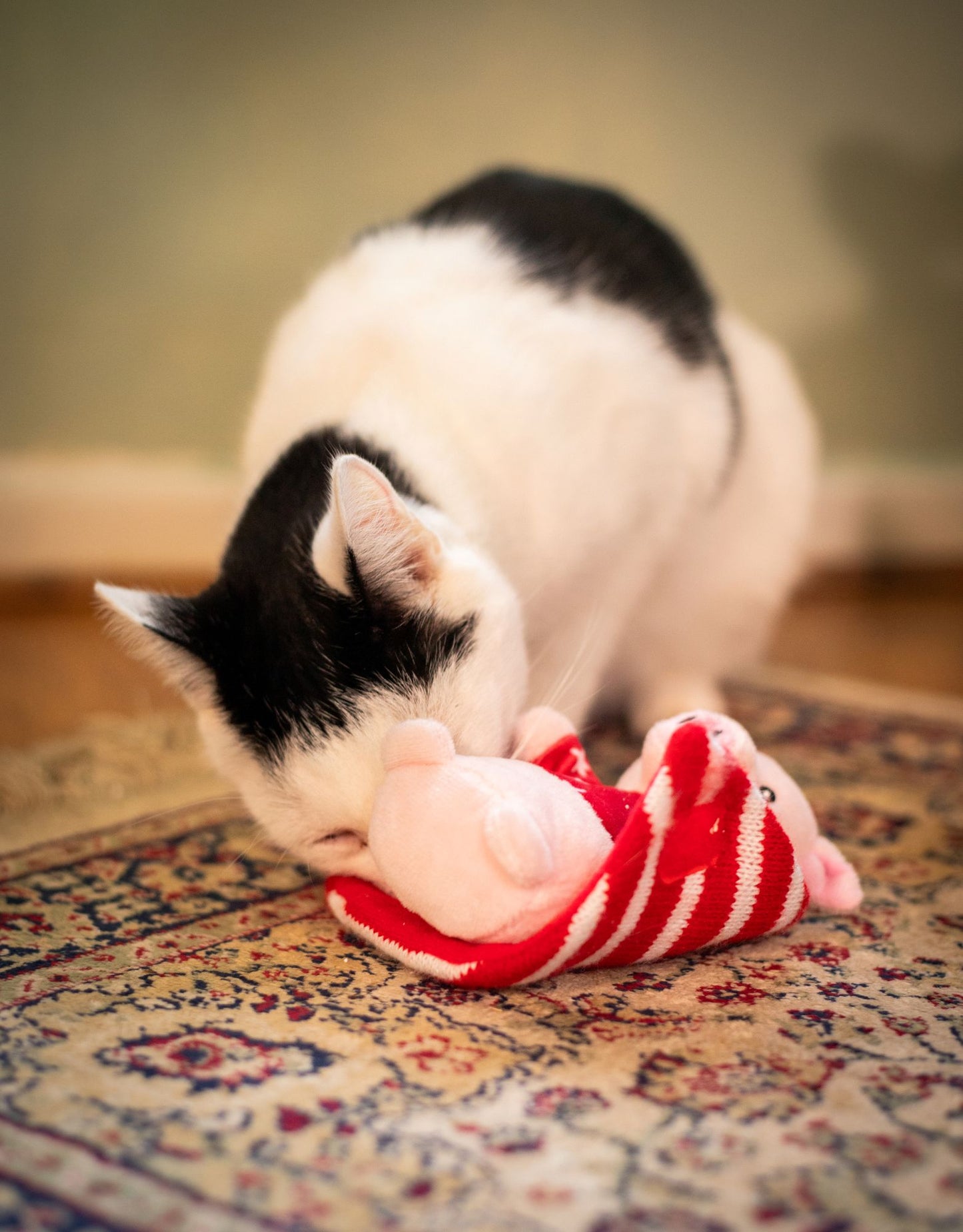 Penny pig in blanket cat toy