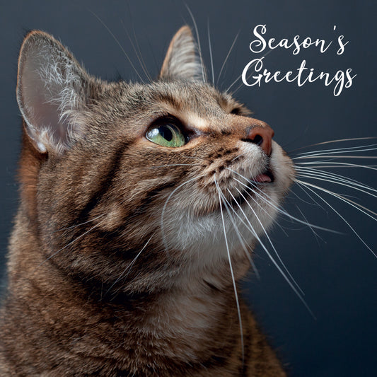 Season's greeting tabby 10 cards