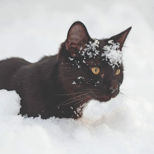 Black cat in the snow 10 cards