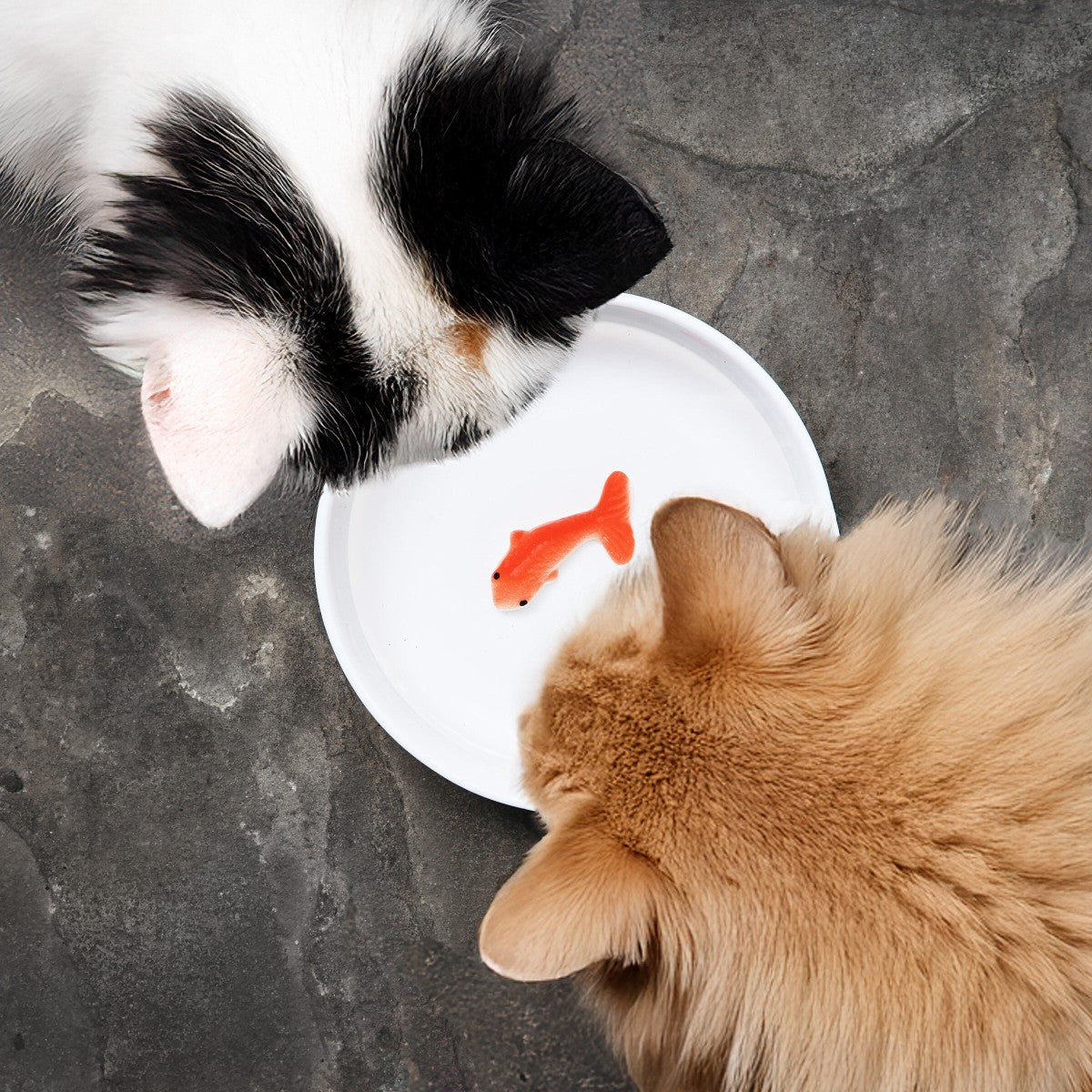 Goldfish cat bowl