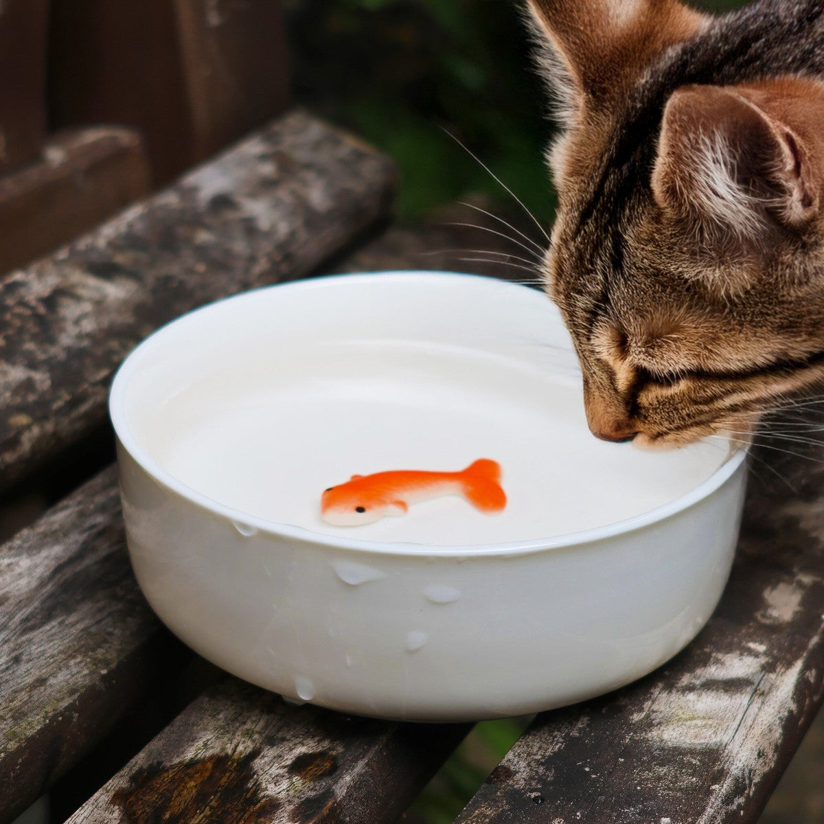 Goldfish cat bowl