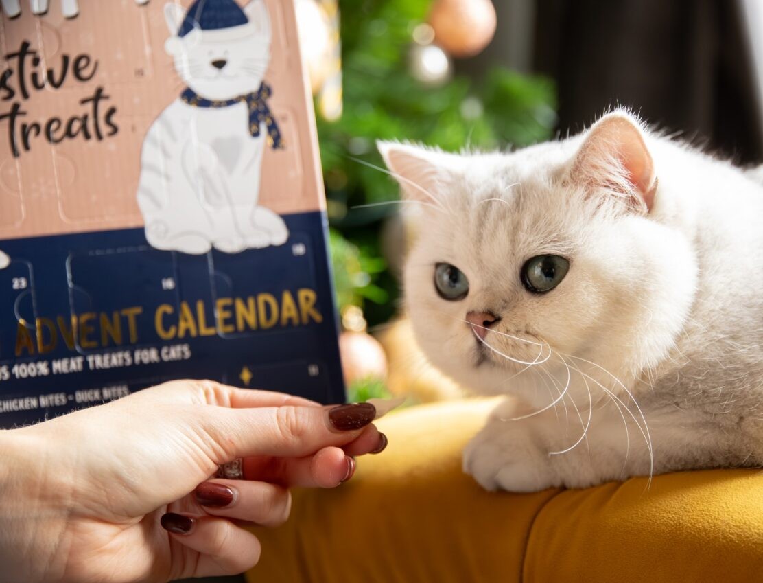 Luxury deli advent for cats
